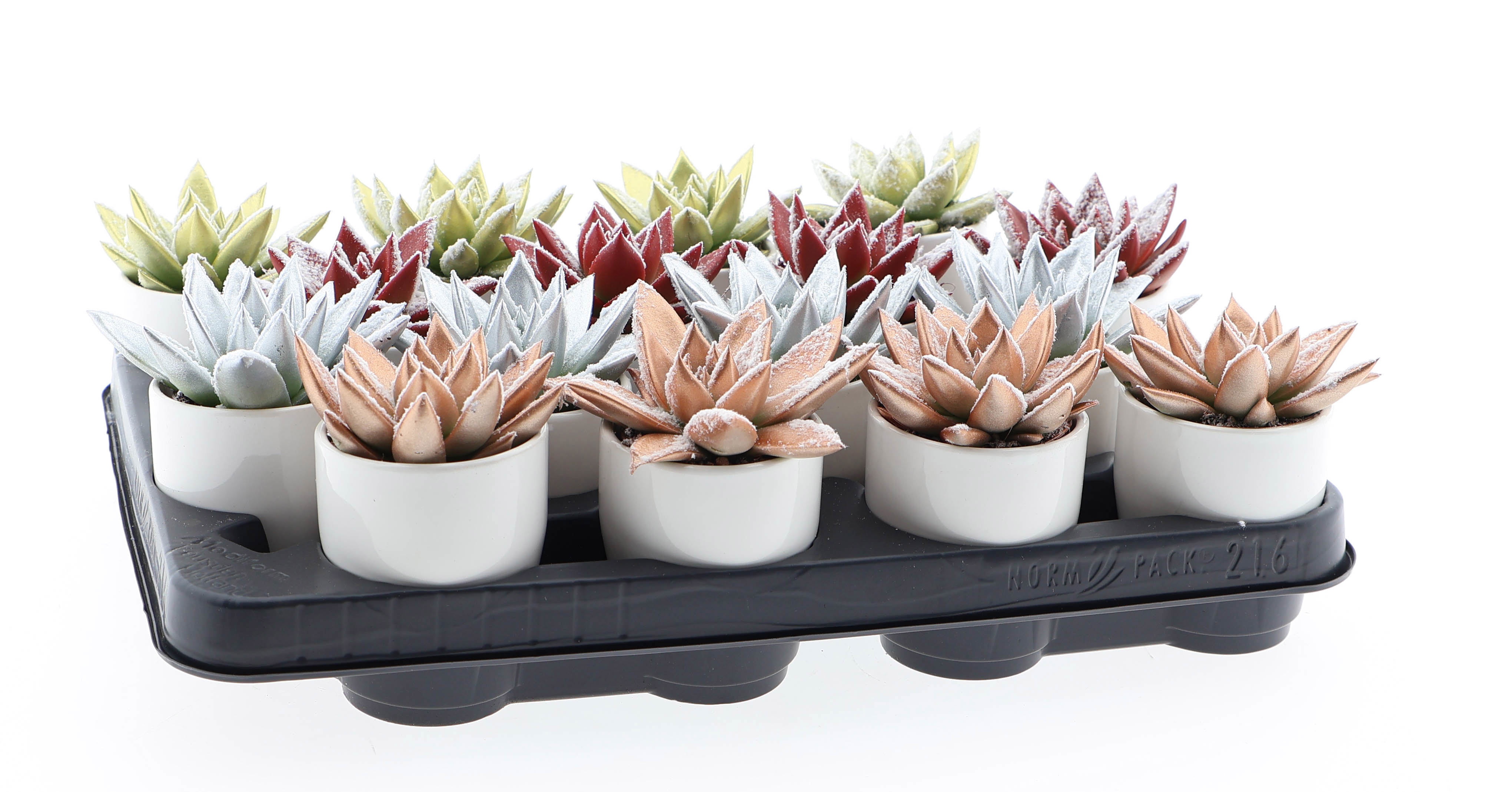 Kerstmix + witte pot, D 6