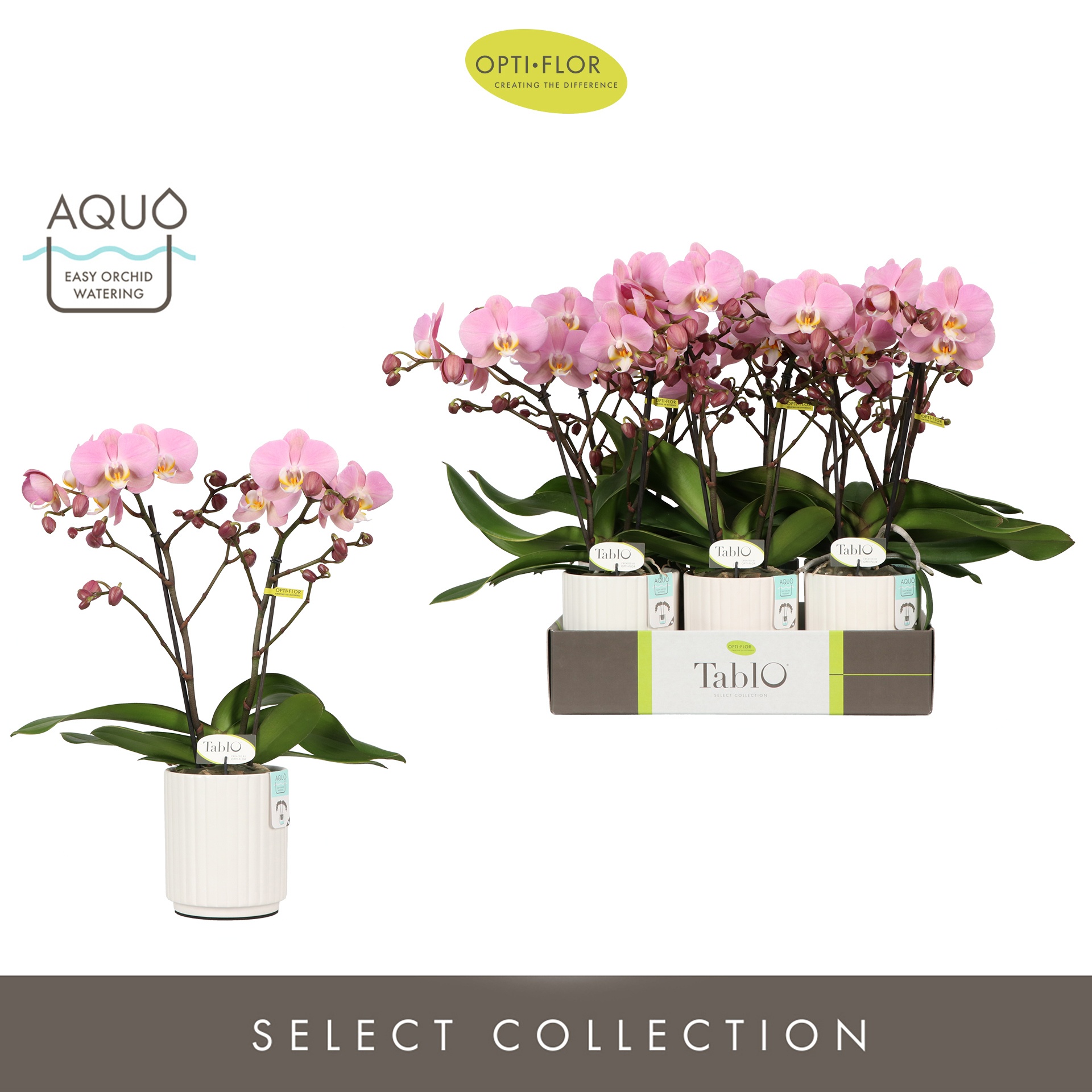 Tablo Cosmopolitan 2 spike in Molise White Aquo, D 12 cm