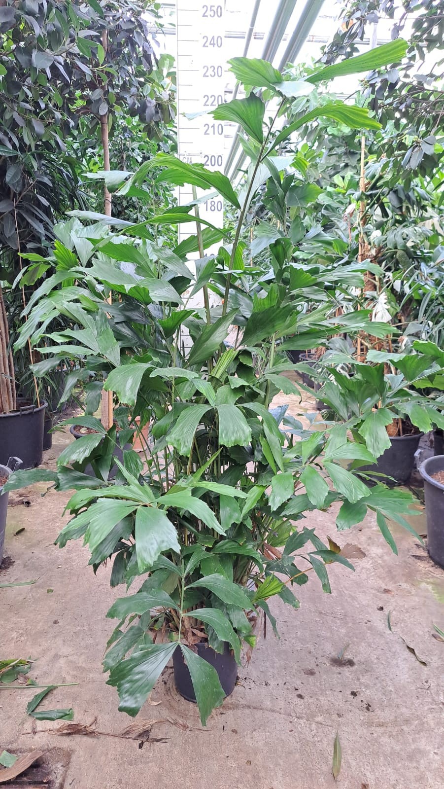 Caryota Mitis bush 220, D 30