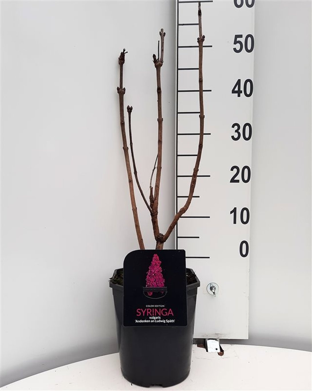 Syringa vulgaris An. an Ludwig Spath, D 21