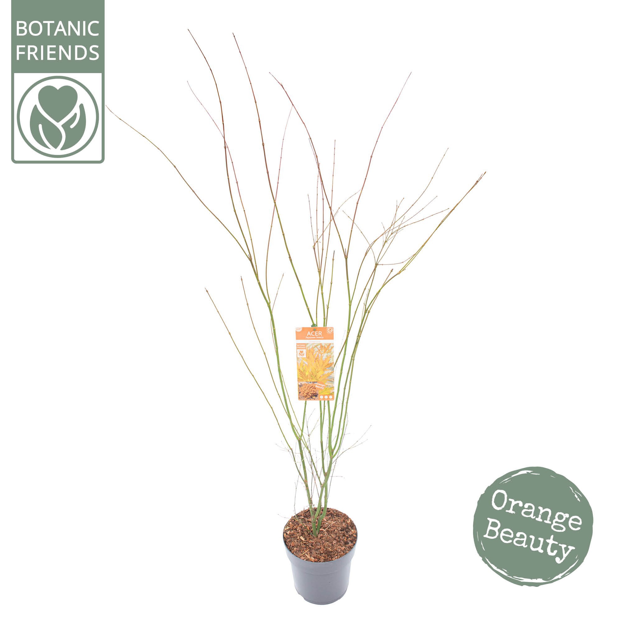 Acer palm. 'Orange Lace' ® C14 struik, D 30