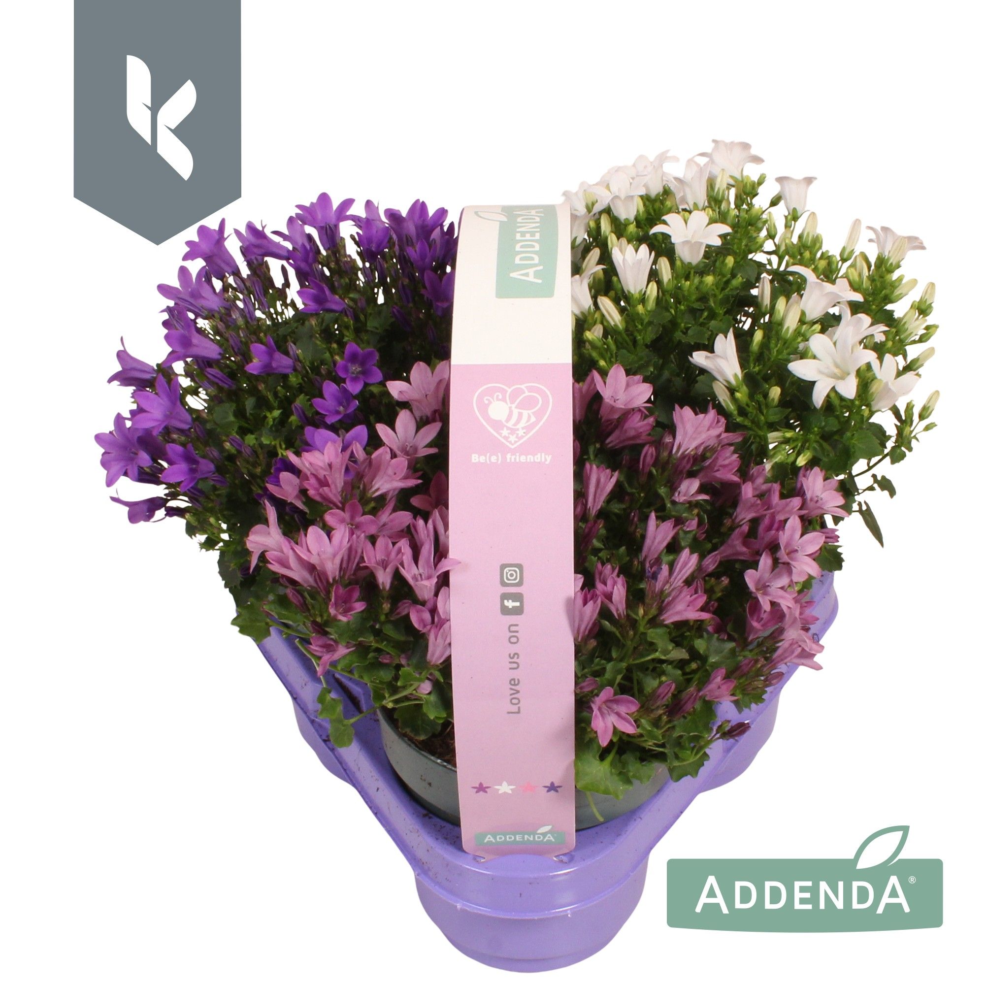 Campanula Addenda Mix in de tray, minimaal 3 kleuren. In 3-Pack., D 10,5
