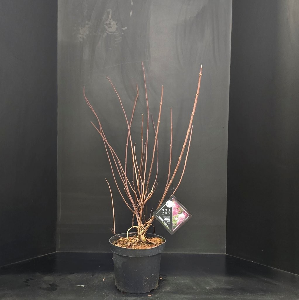 Hydrangea paniculata Vanille-Fraise, D 26