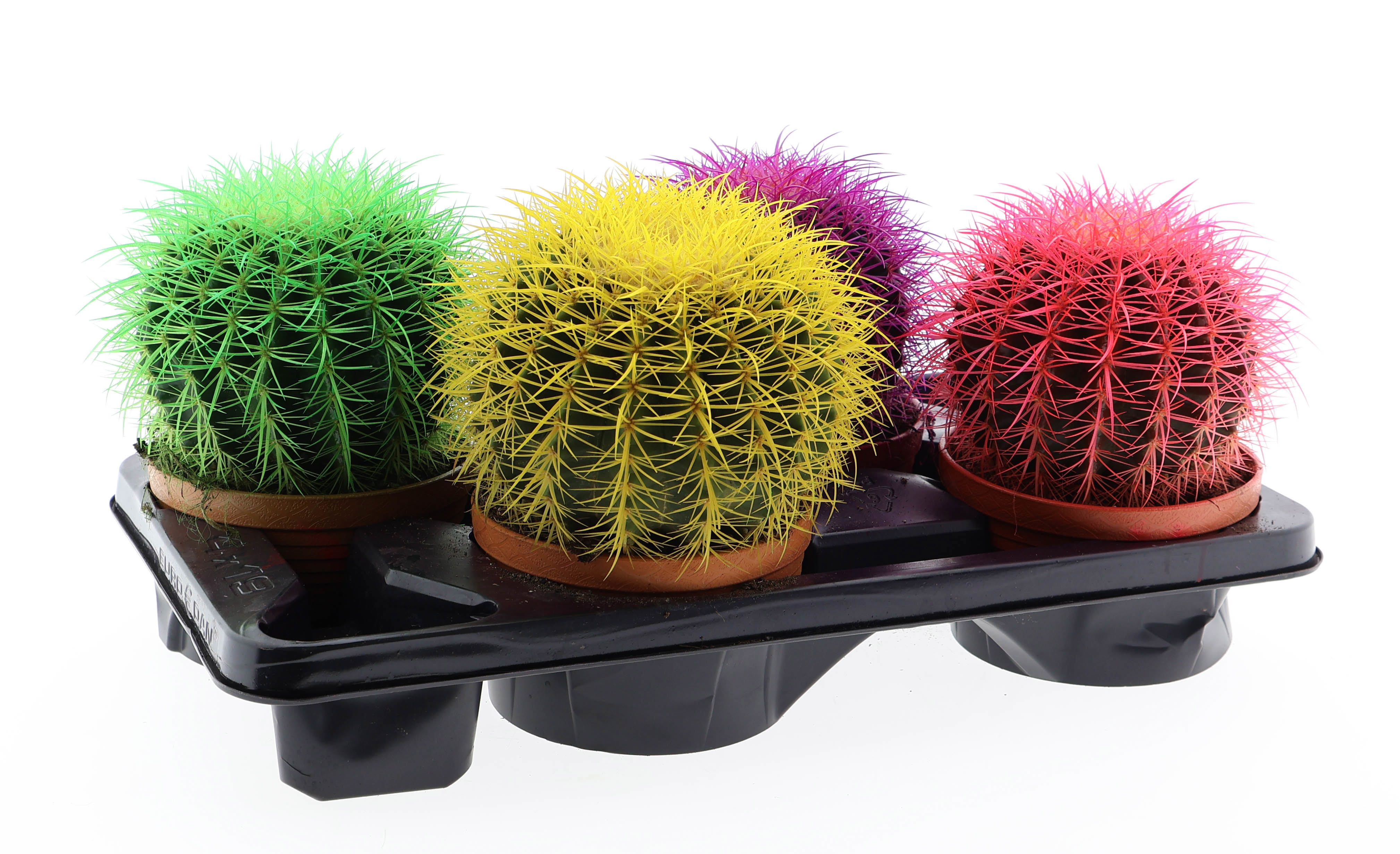 Grusonii Rainbow mix, D 17