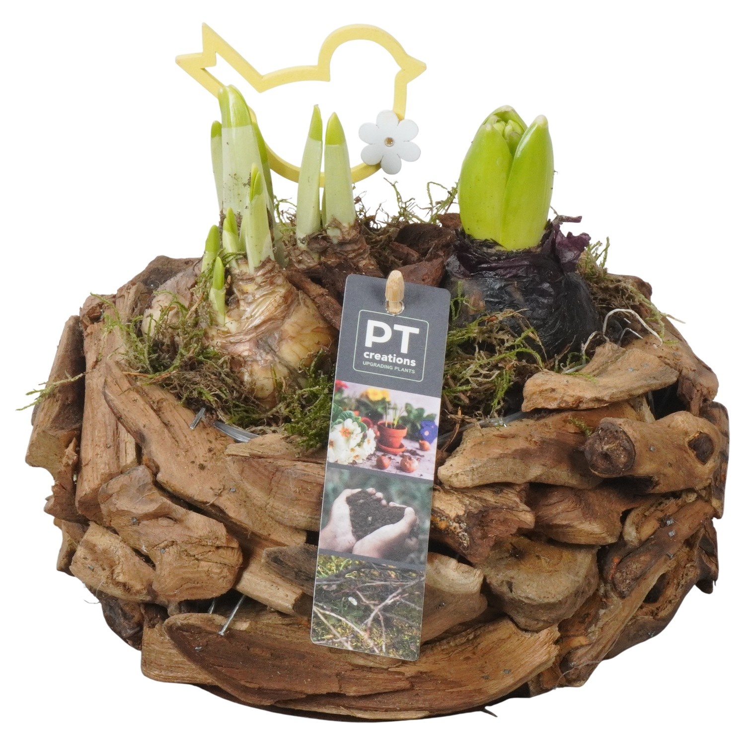 PTBM3898 Arrangement Flower Bulbs Mix in houten pot, D 21