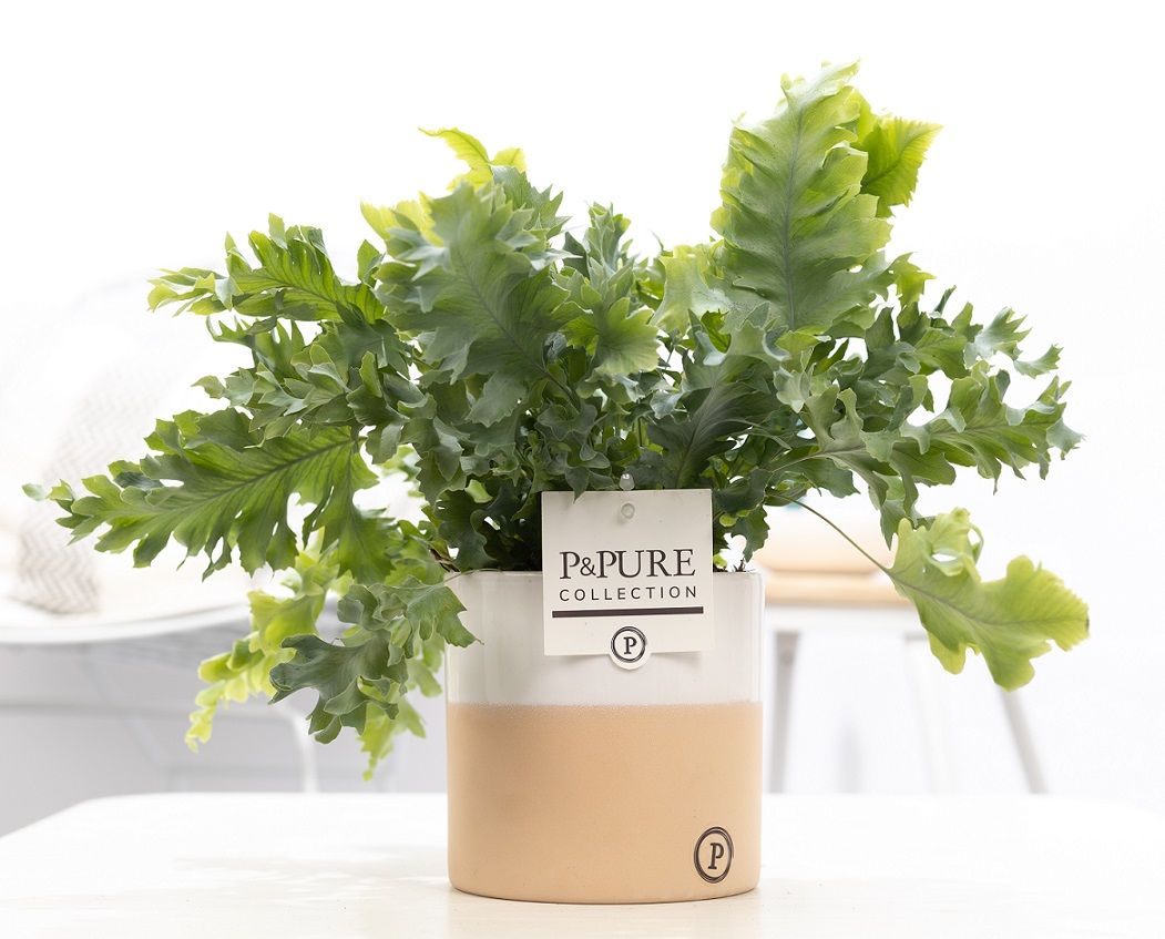 Phlebodium Davana in P&PURE Rosy ceramics, D 12