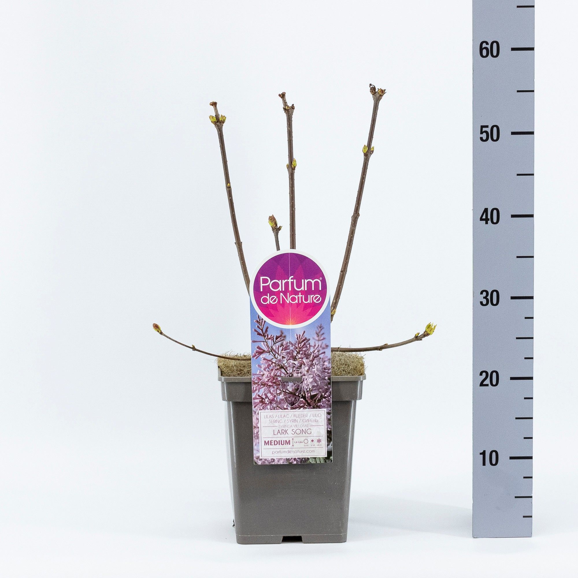 Syringa (V) Lark Song, C5, D 23