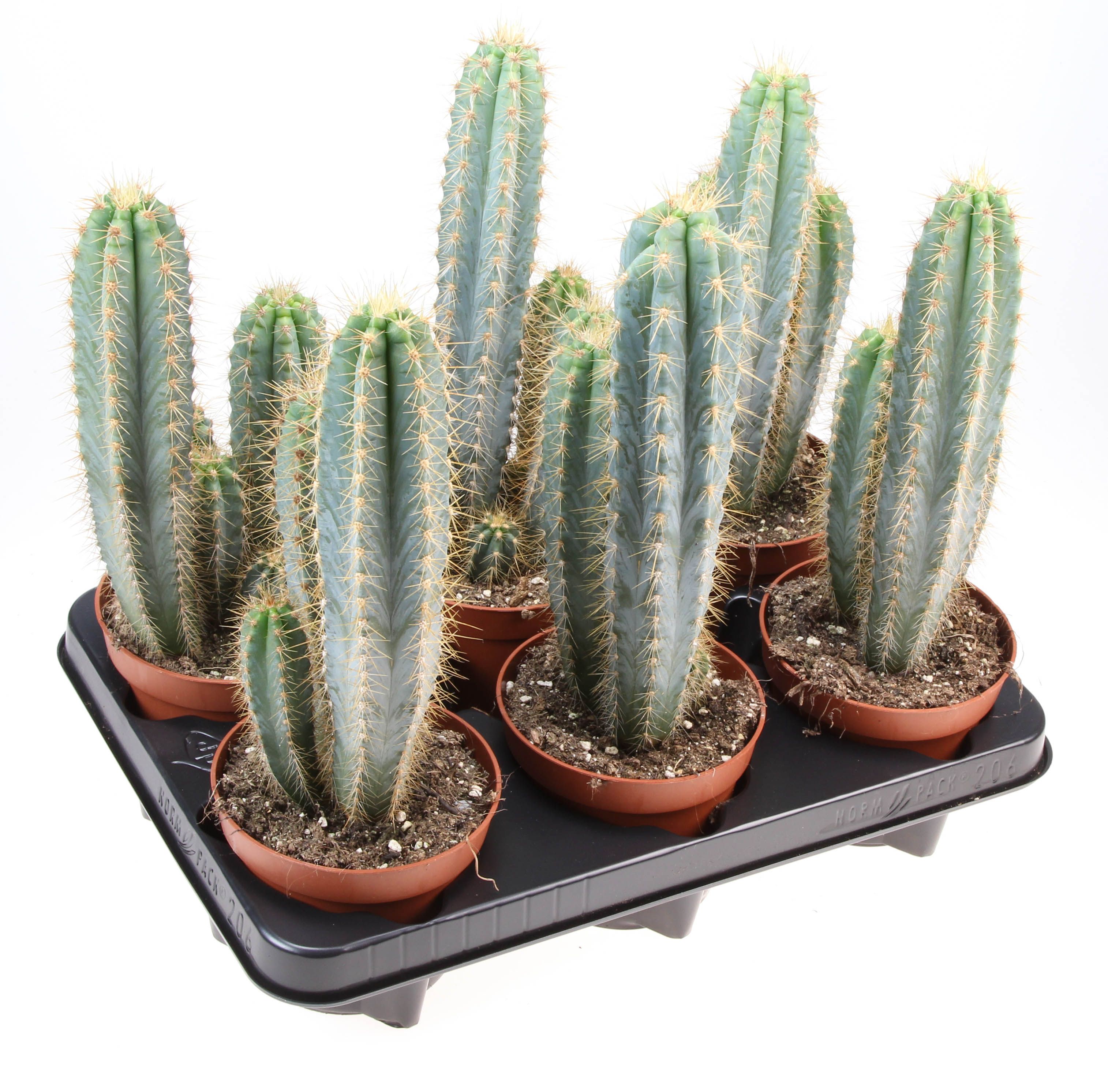 Pilosocereus azureus, D 12