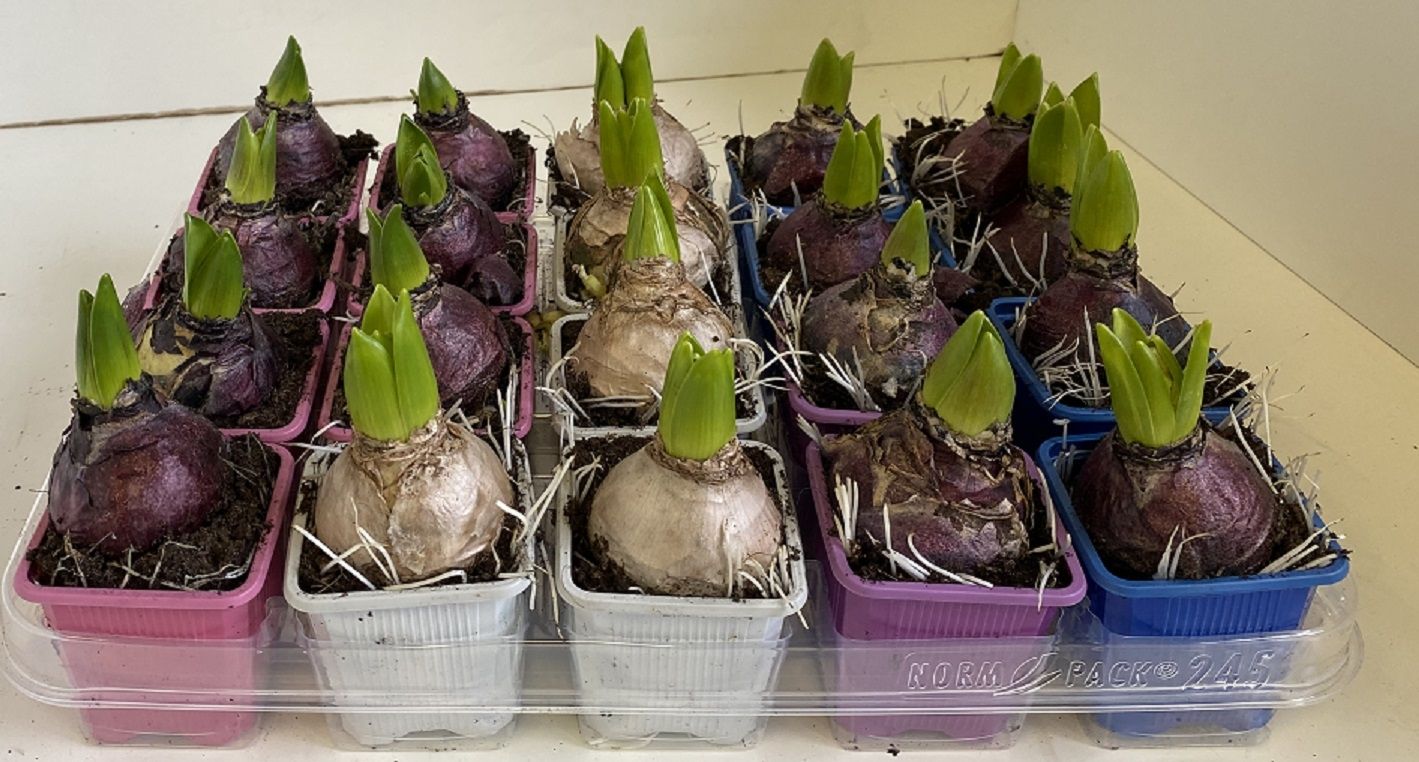7 cm Hyacinthus Mixed zonder etiket, D 7