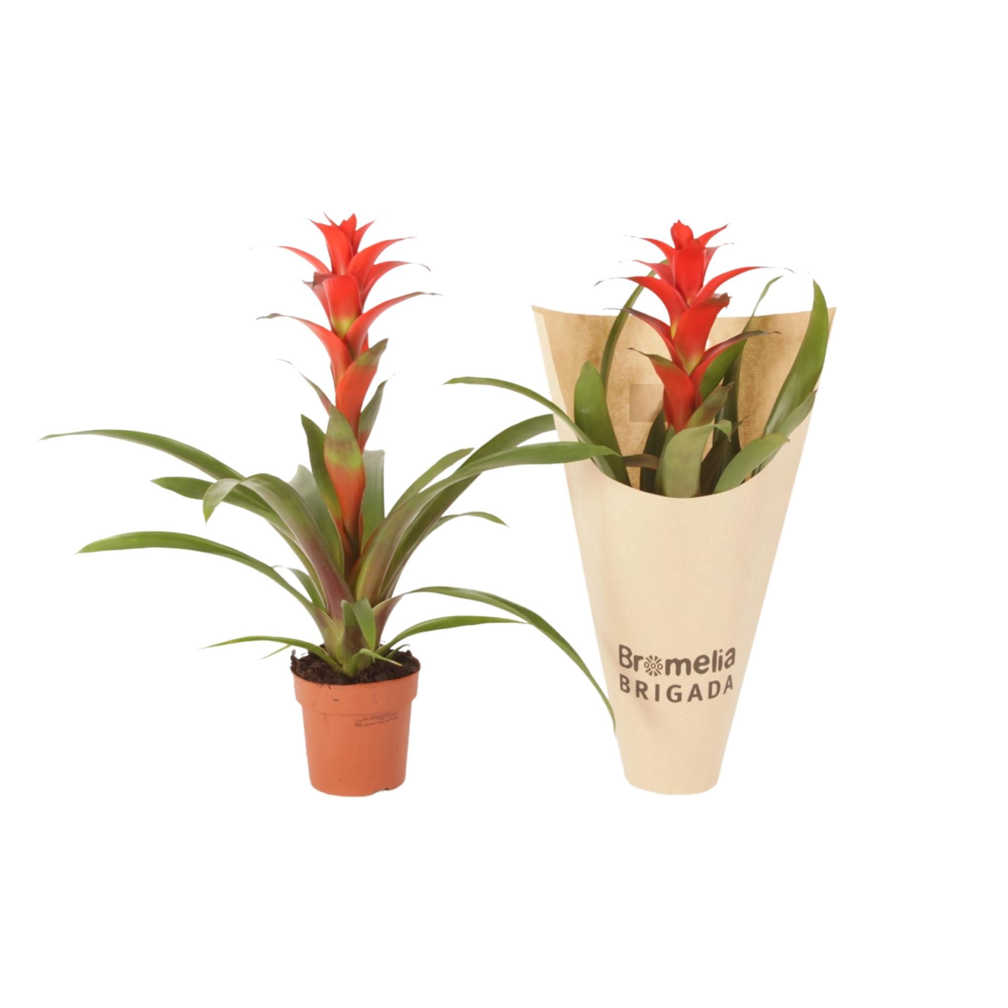 Guzmania Allura in Krafthoes, D 12