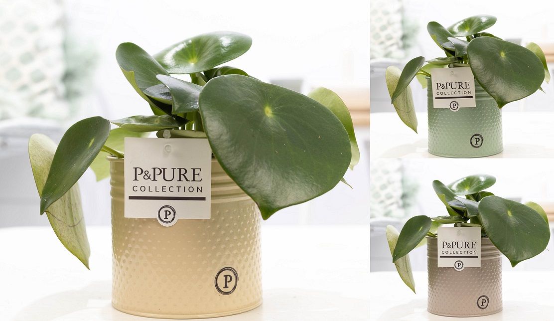 Peperomia Raindrop in P&PURE zinc pot Louise 4 ass 3, D 12