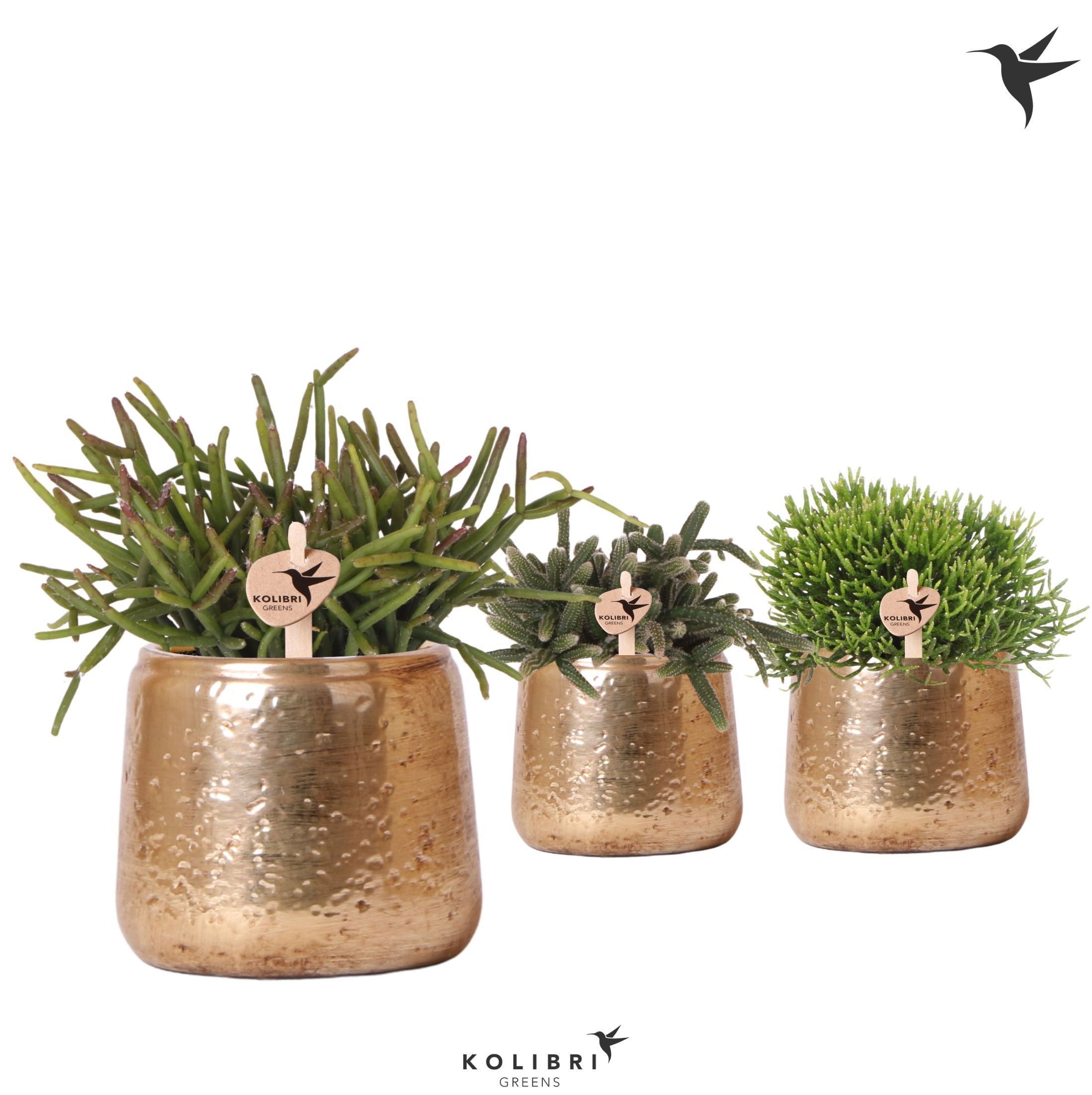 Kolibri Greens Rhipsalis mix in Luxury pot gold, D 9