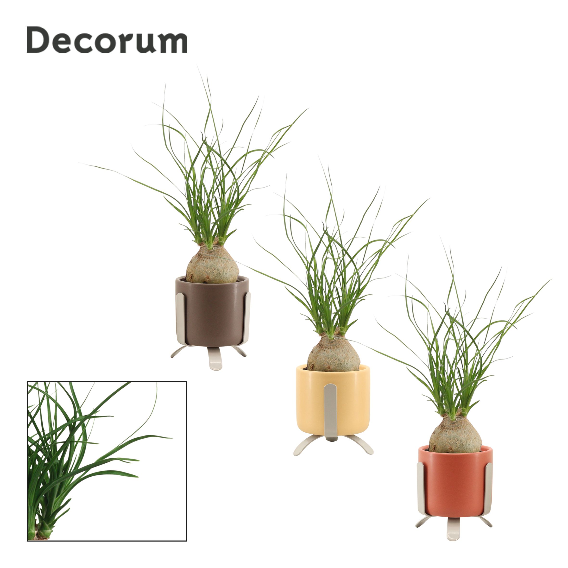 Beaucarnea Bol 6 cm in Luca (Nature Love-collection), D 6