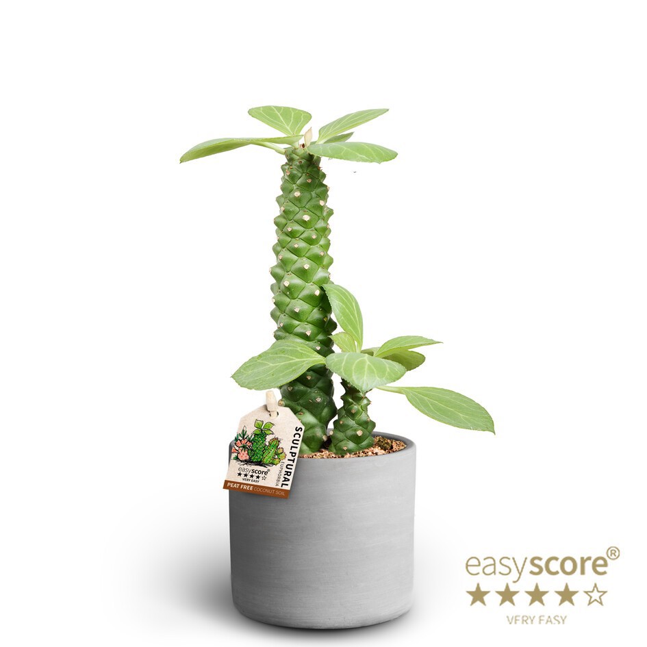 EUPHORBIA RITCHIEI 40917554 Raw Grey Ritchiei, D 10