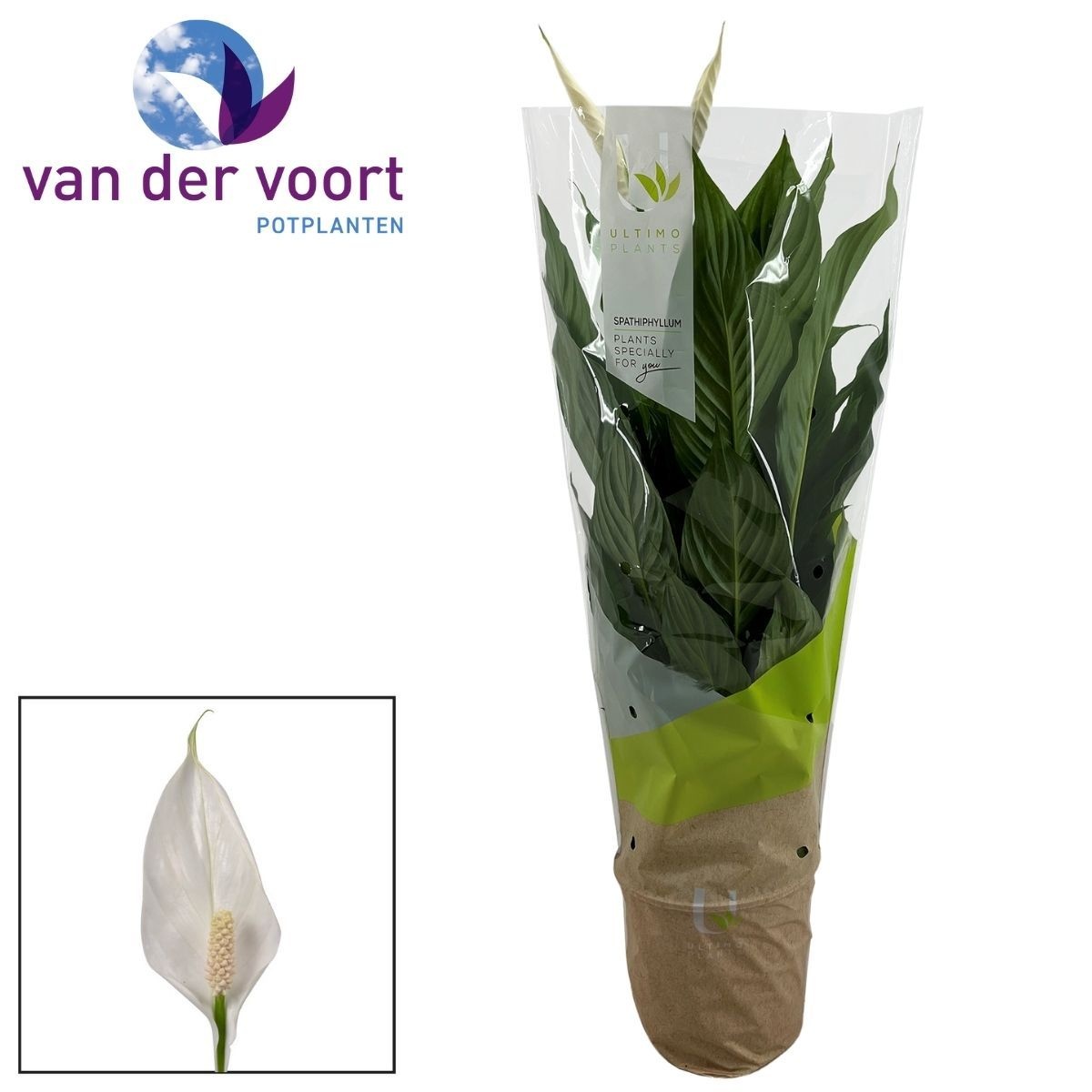 Spathiphyllum 17 cm Vivaldi Ultimo, D 17