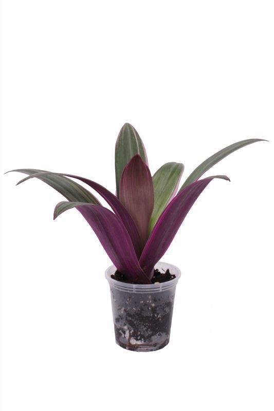 Tradescantia p06 spathacea Rhoe pink, D 6