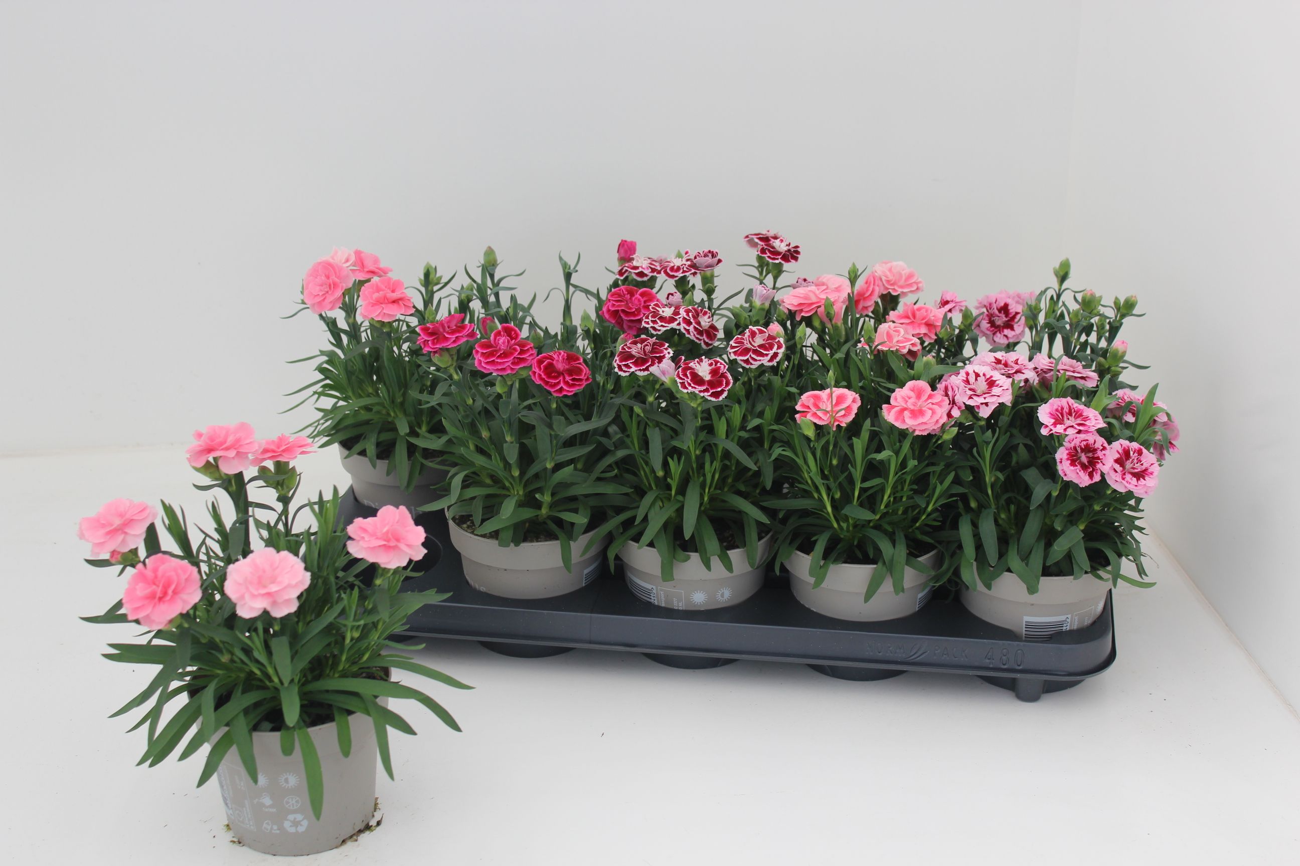 Dianthus Oscar Gemengd, D 12