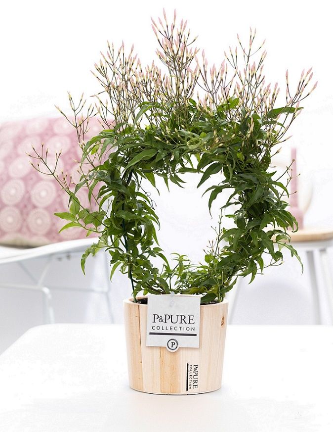 Jasminum Poly. ( 200+ knop) in P&PURE Wood 5, D 12