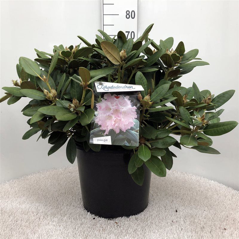 Rhodo. (Y) 'Silberwolke' white/pink, D 37