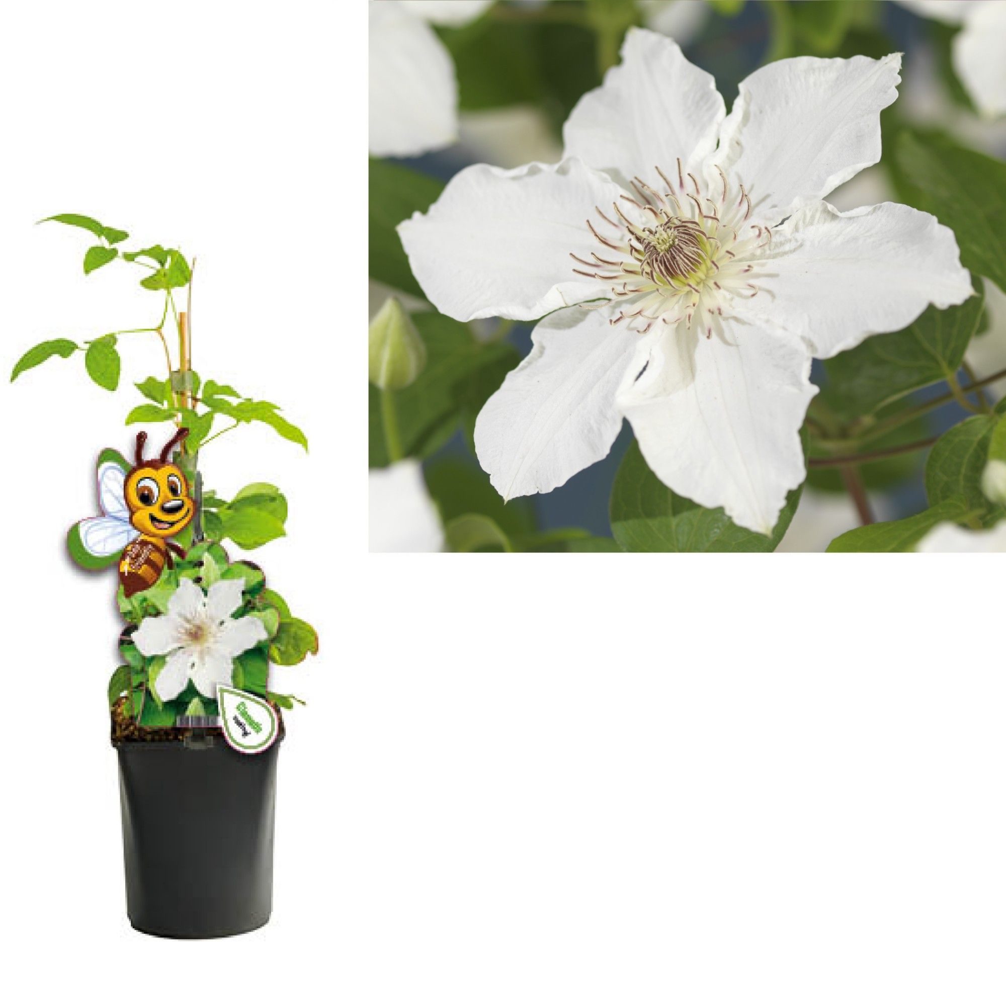 Clematis 'Destiny' +bee label, D 11