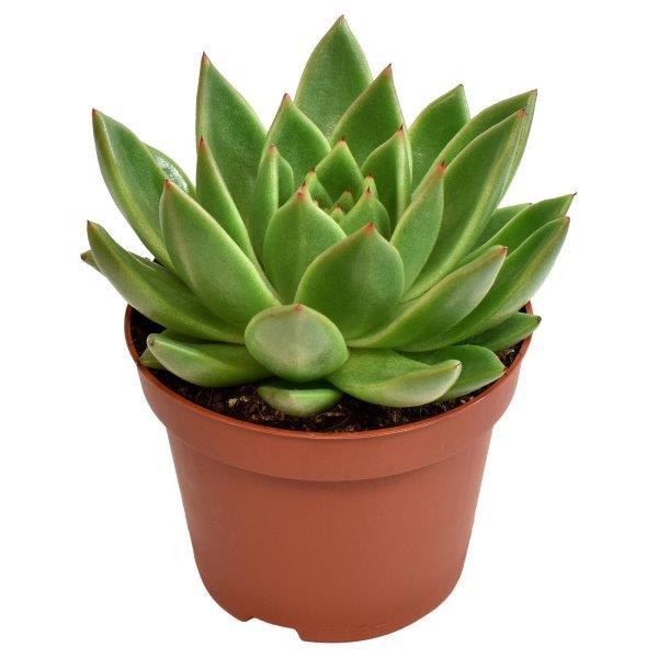 Echeveria Miranda, D 10,5