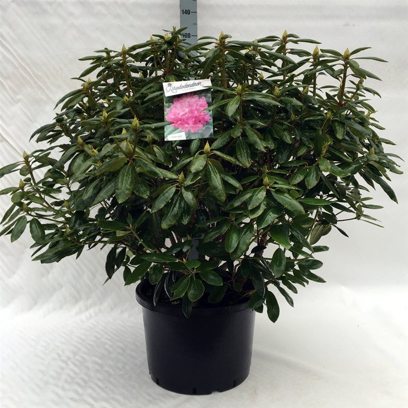 Rhodo. 'Roseum Elegans' pink, D 47