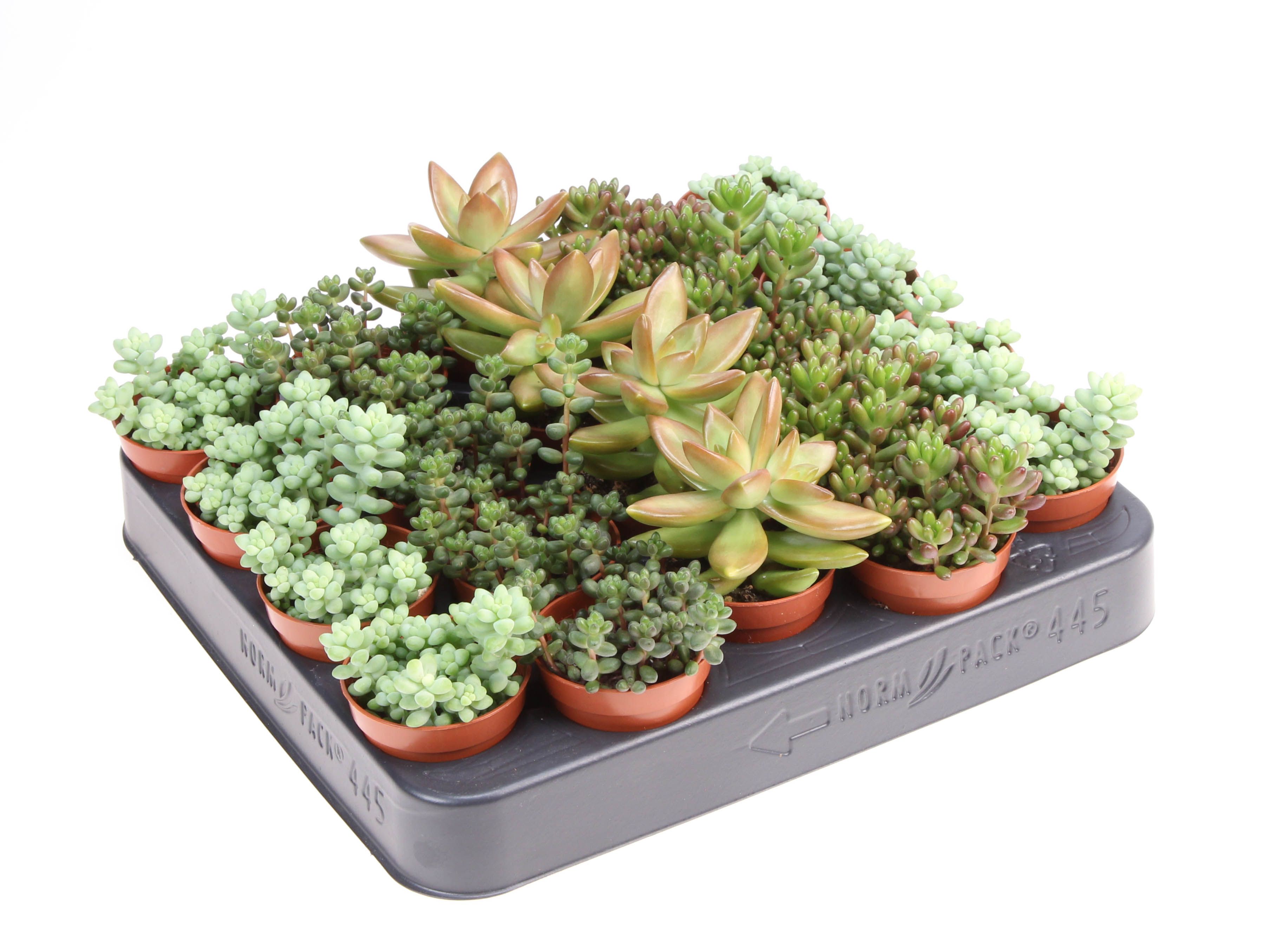 Sedum mix, D 5,5