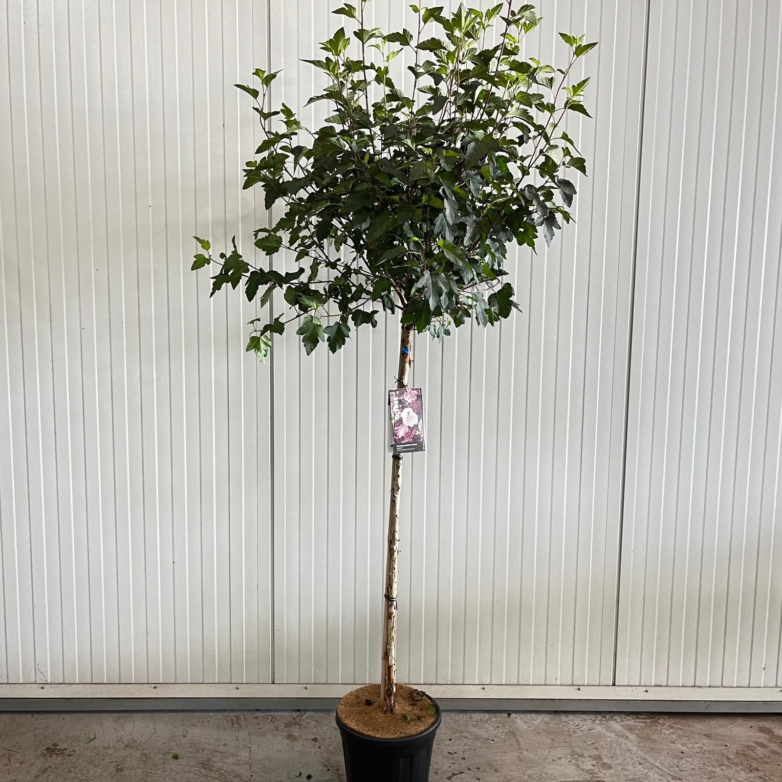 Physocarpus opulifolius 'Diabolo' PBR --stam 120 cm, D 32