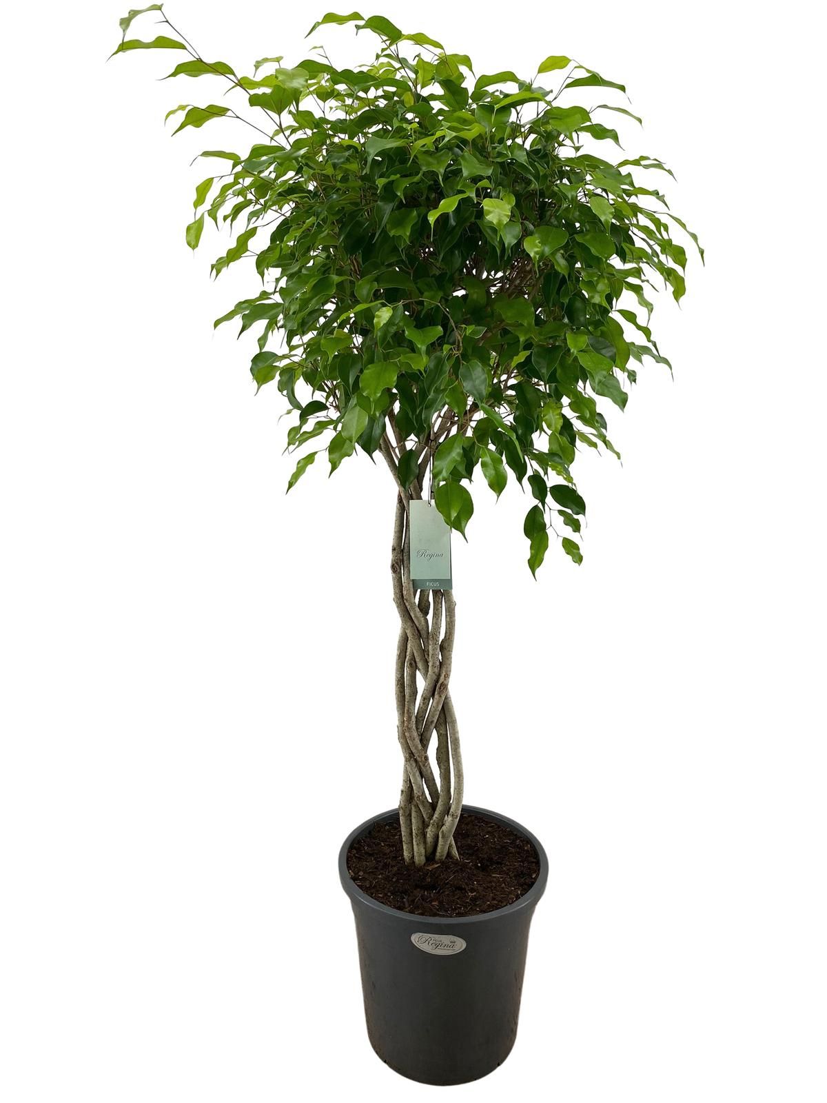Ficus Benjamina Flat Braid p31, D 31