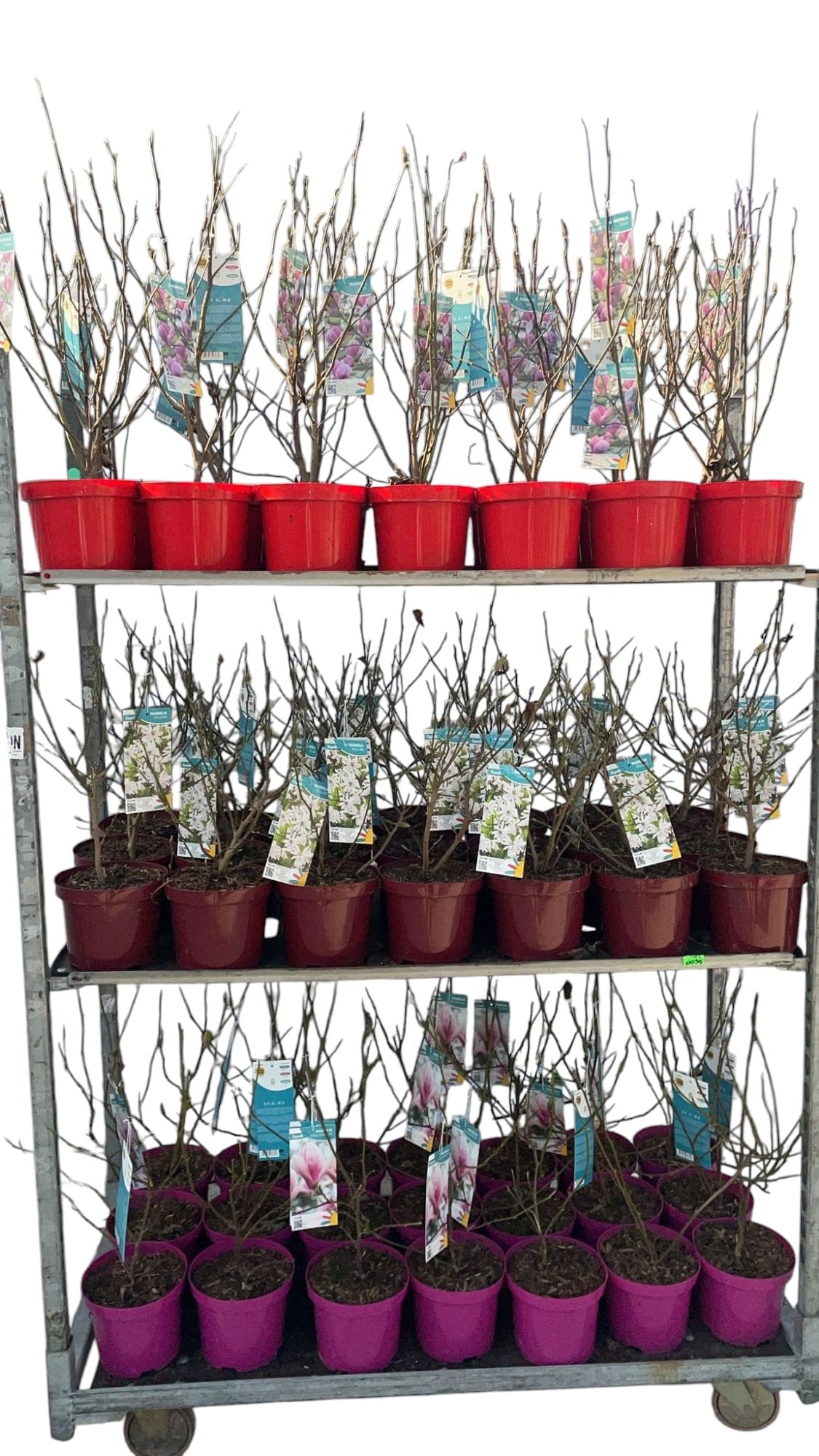 Magnolia mixkar 3 soorten, D 19