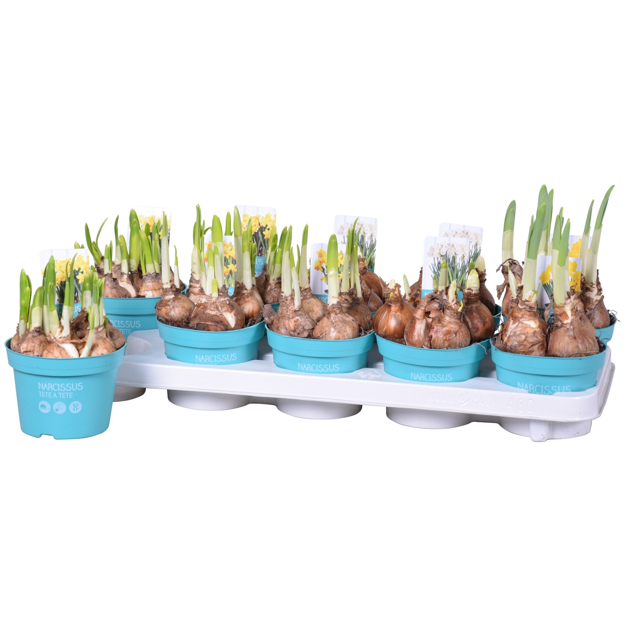 Narcissen Mix 'Diamond Collection', D 12