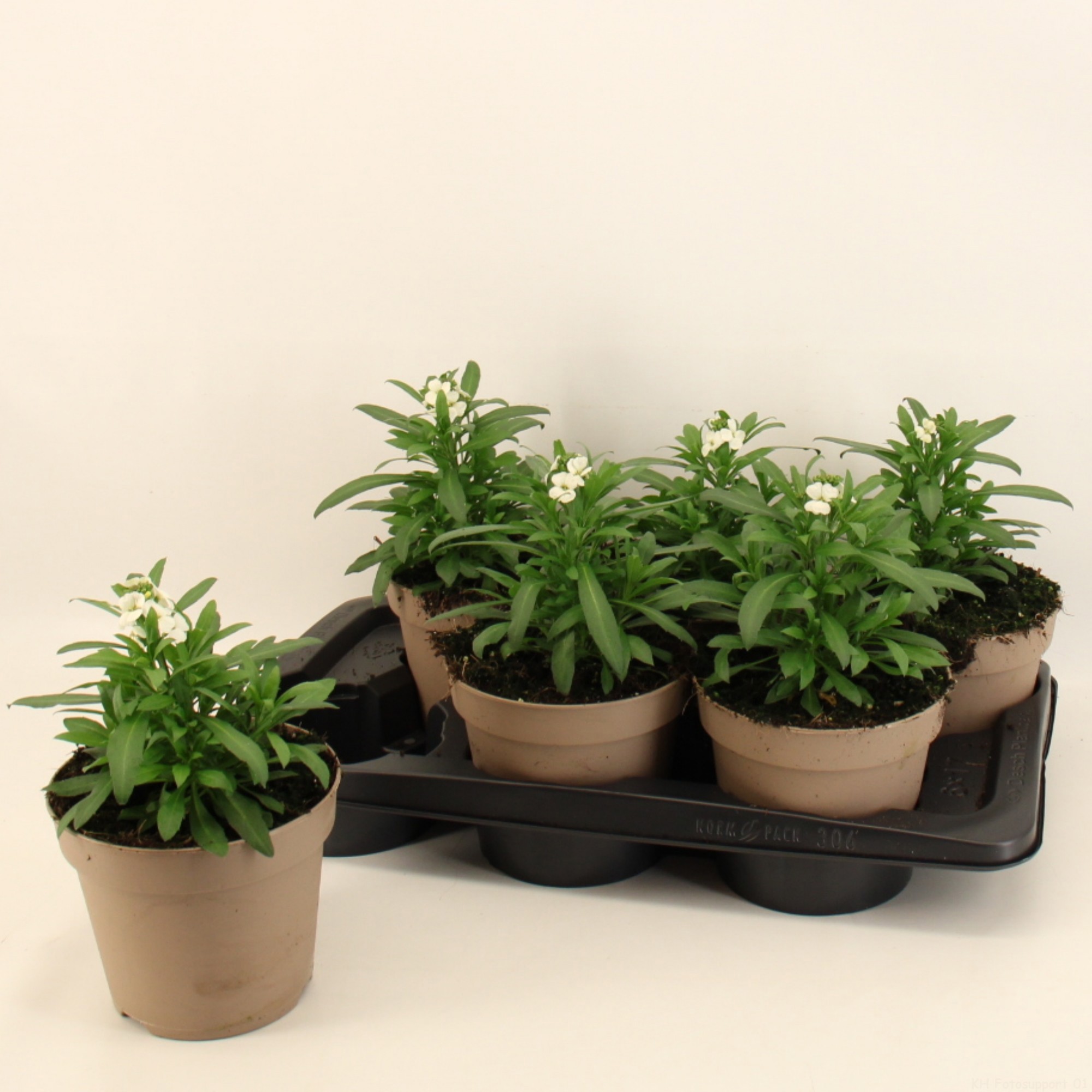 Erysimum Leya White, D 17