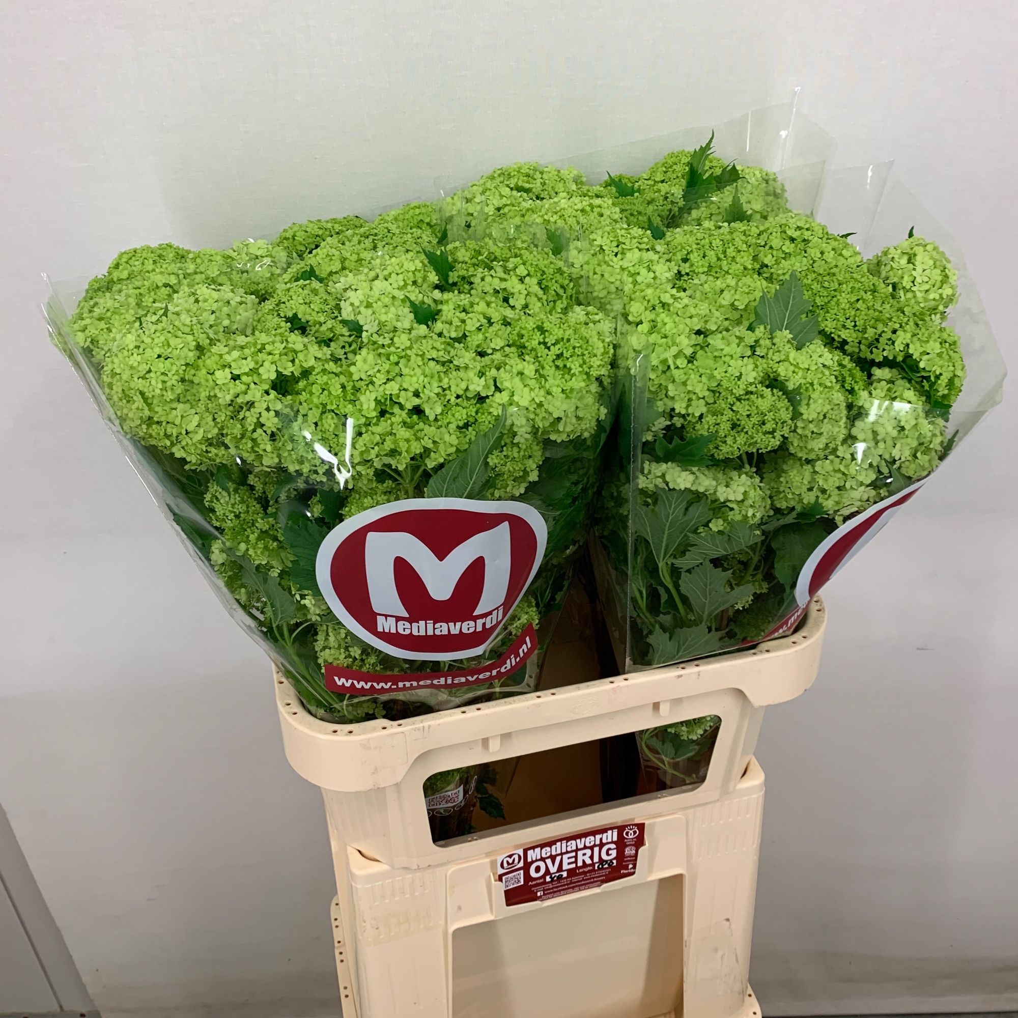 Вибурнум Розеум 80 (зел.), шт.