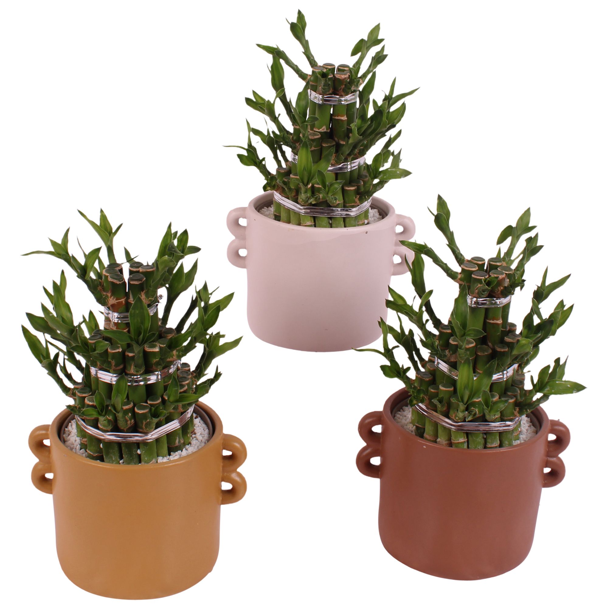 Lucky Bamboo Shape Round 3B Ø17cm Ceramic EV562, D 17