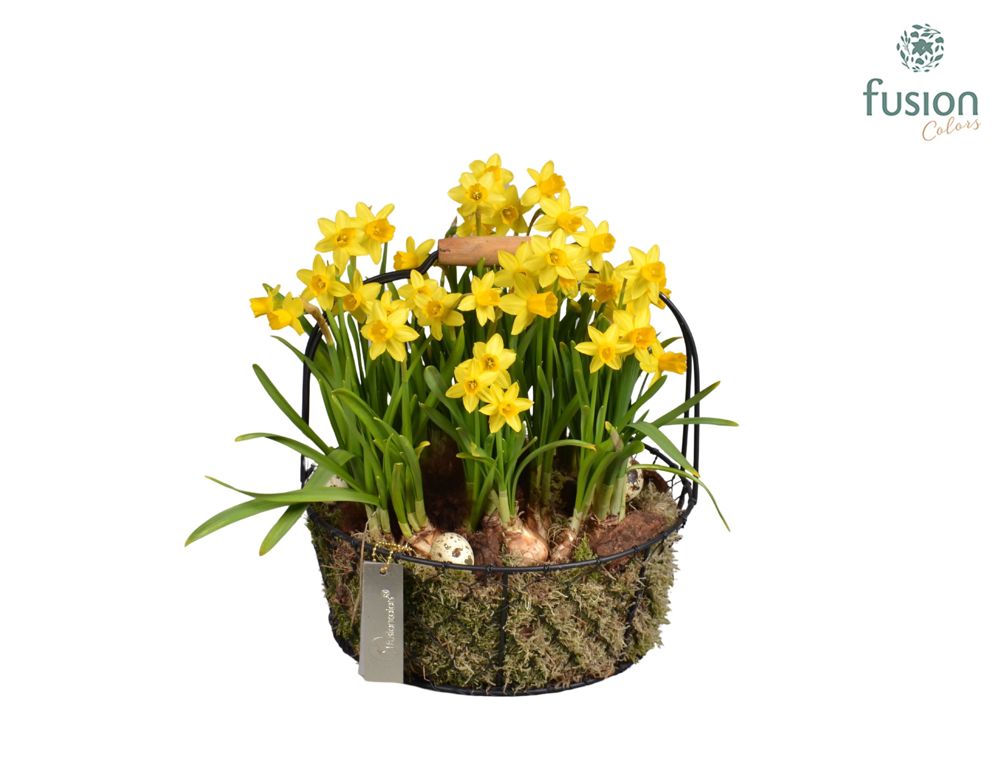 Metaal rek met Narcis Tat, D 26