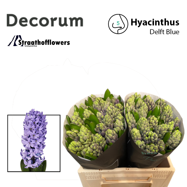 Гиацинт Делфт Блю (син.), шт.