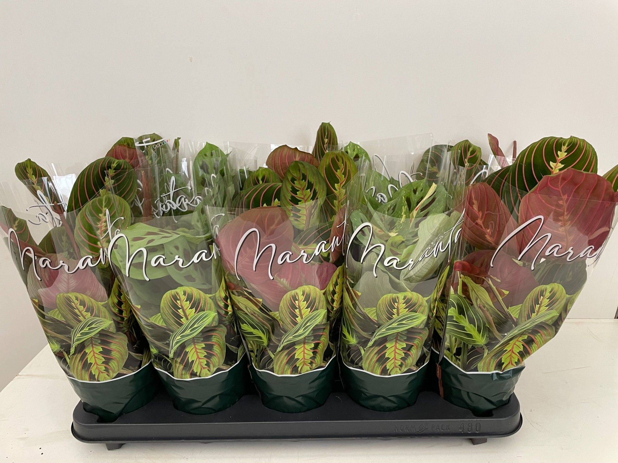 Maranta leuconeura 'MIX', D 12