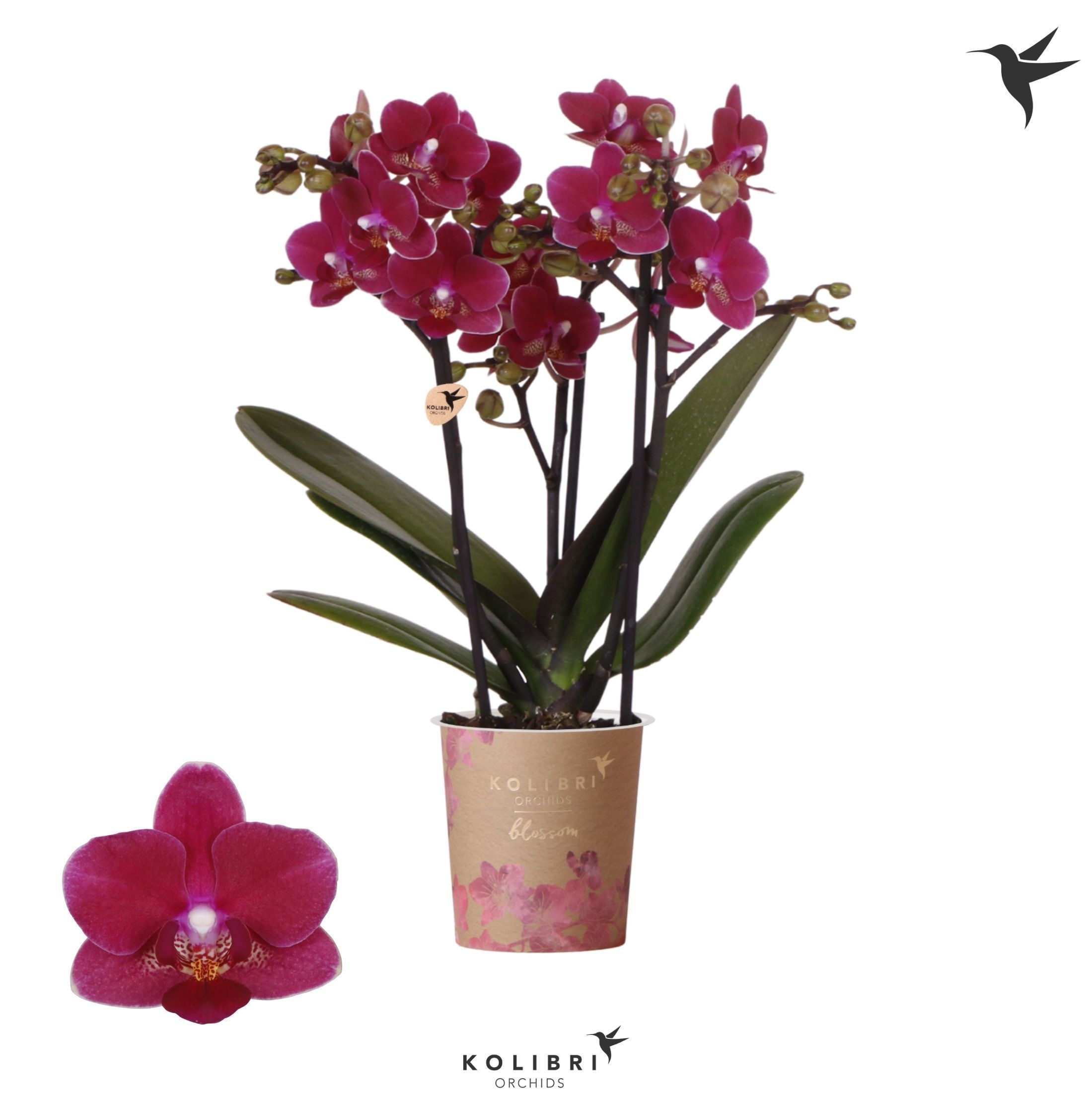 Kolibri Orchids Phalaenopsis Blossom Chamonix 3 spike, D 9