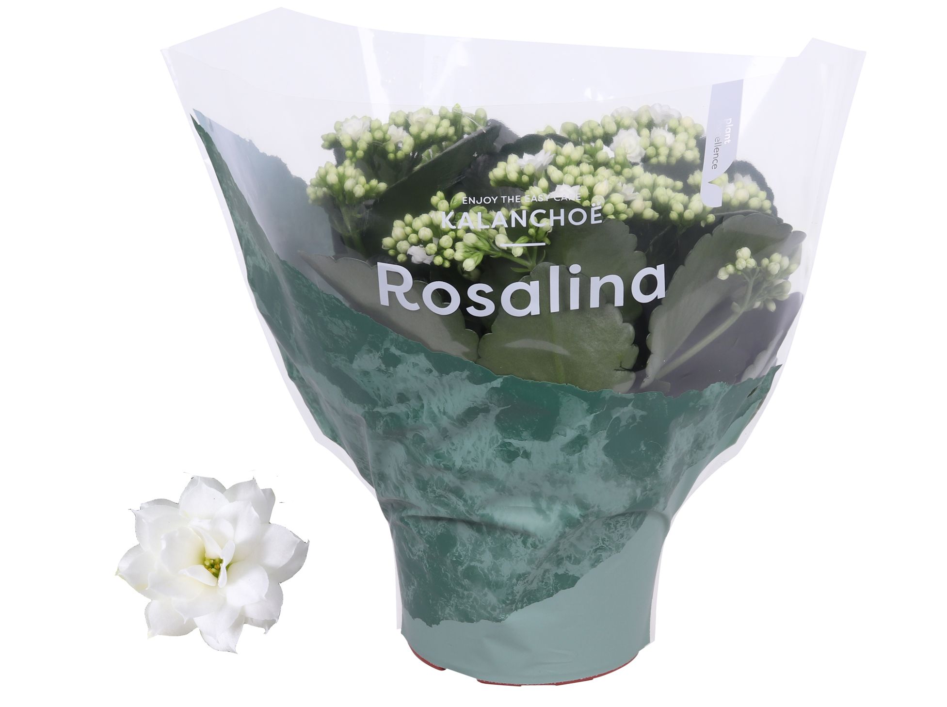 Kalanchoe Rosalina 15cm Don Dione wit, D 15