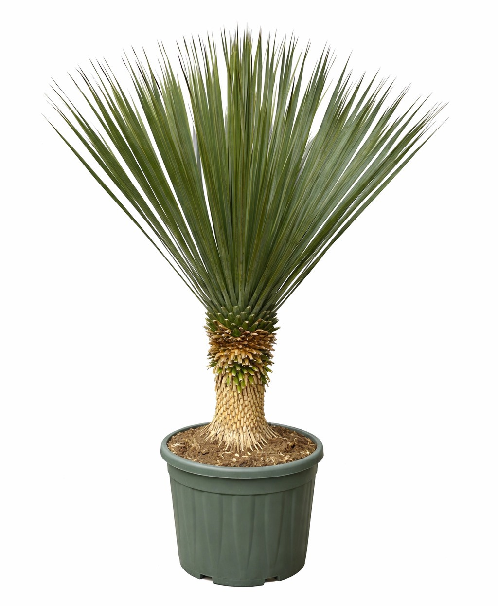 Yucca Rostrata - 130cm, D 40