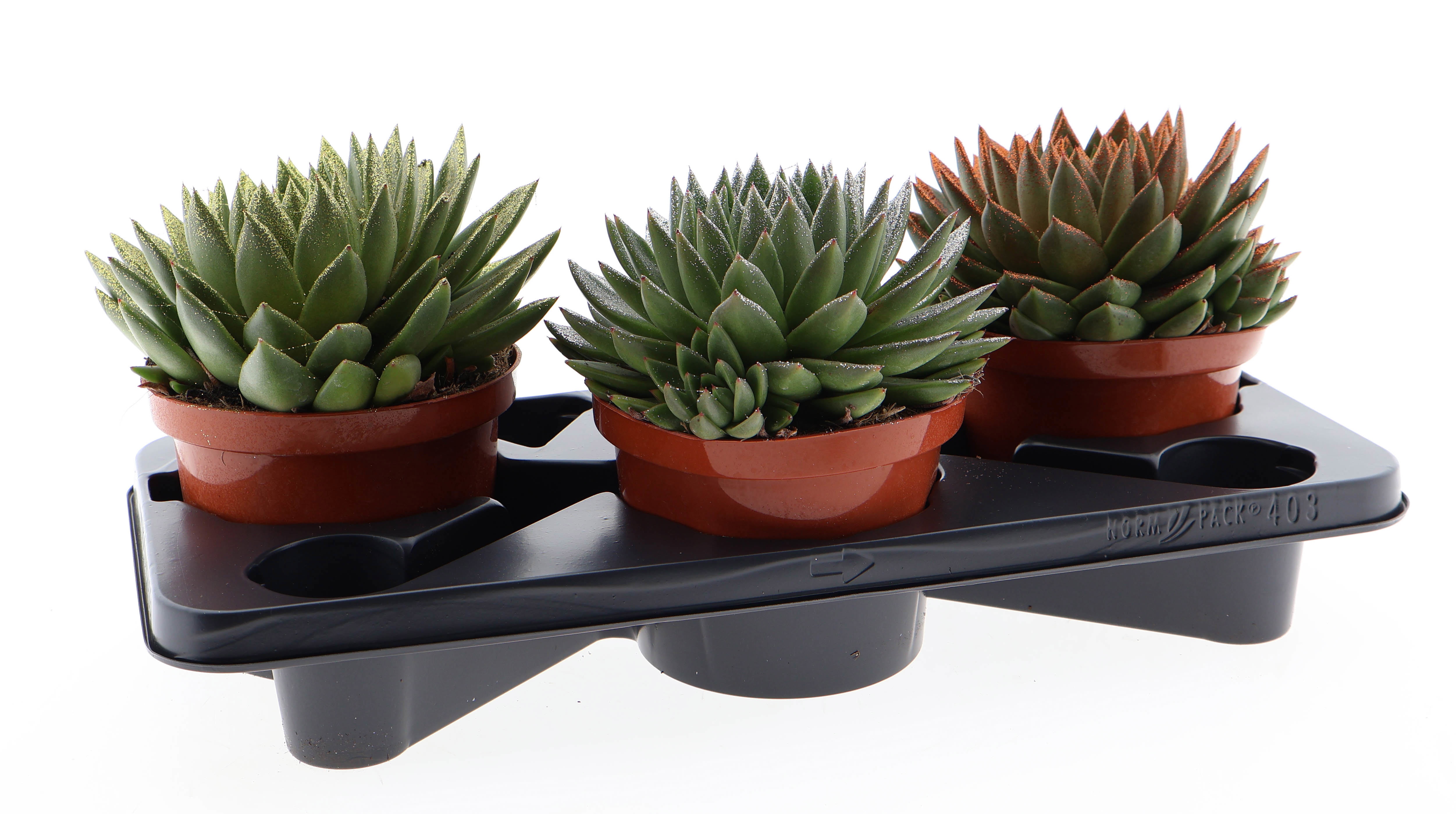 Bio miranda naturel glitter mix, D 17