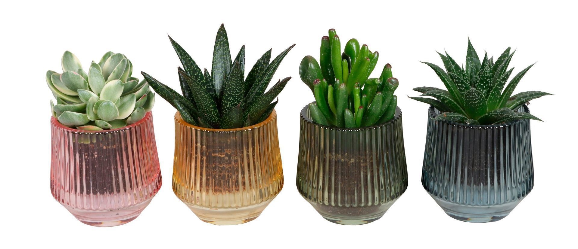 L 67405 With Succulent Mix 6 cm, D 6