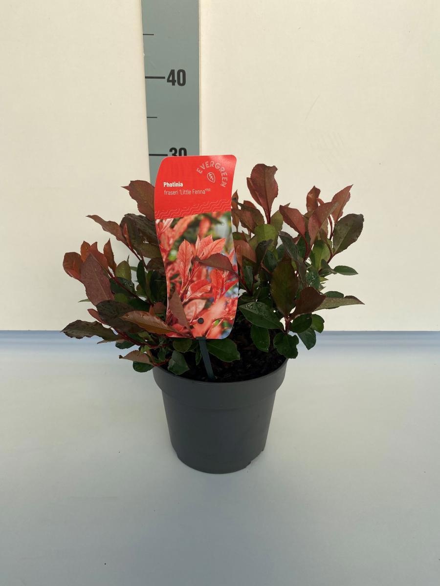 Photinia fraseri 'Little Fenna', D 17
