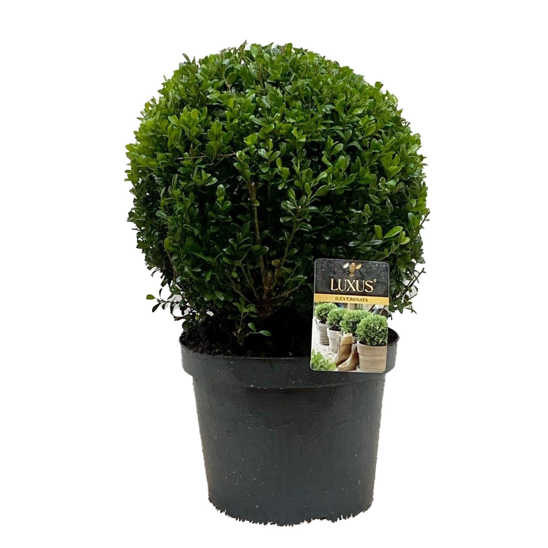 Ilex crenata Luxus ® Globe Bol 30-35 cm c7.5/p24, D 24