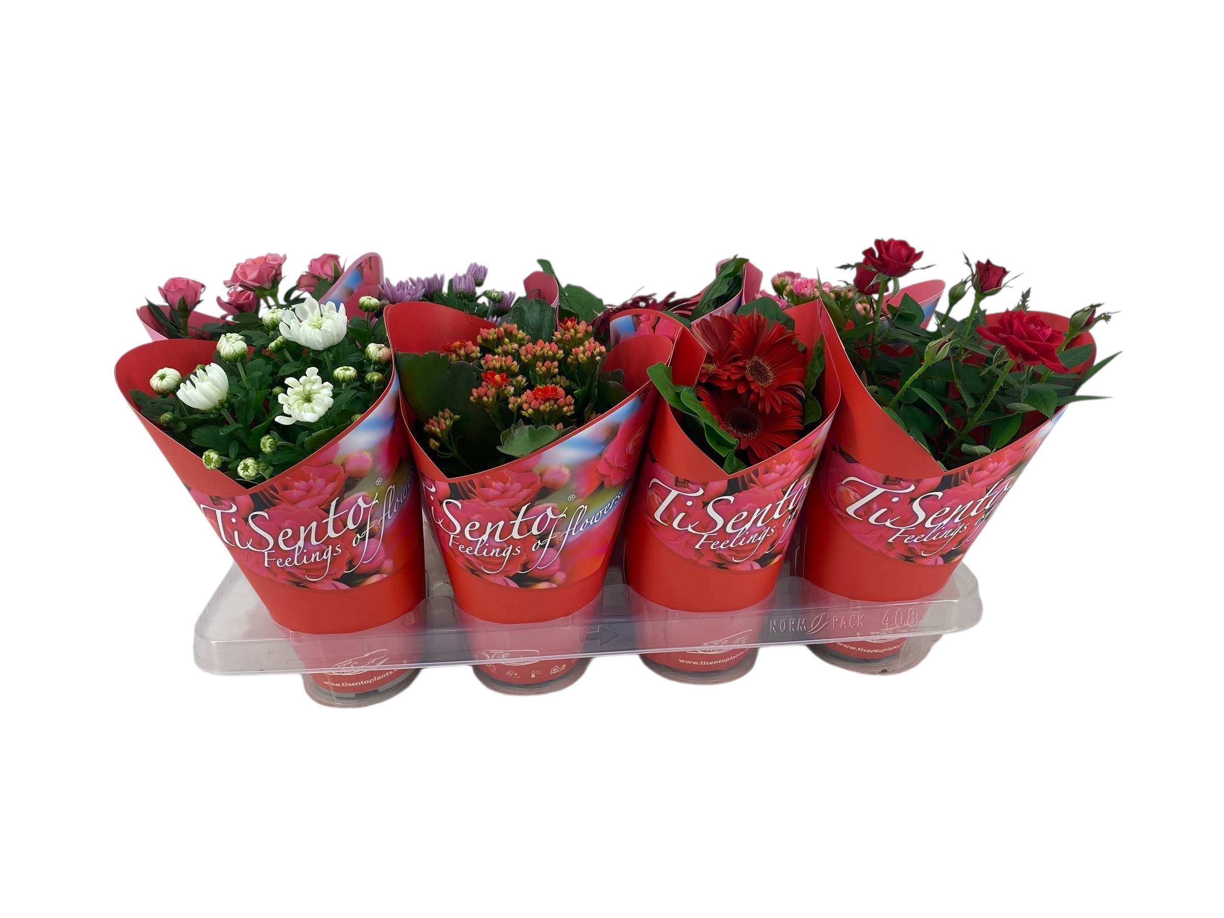 Bloeimix 12cm | Valentijn | Mix | Rode Giftcover, D 12