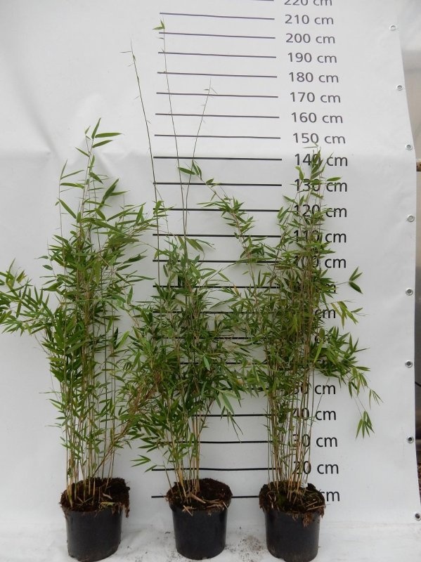 Fargesia 'Obelisk', D 23