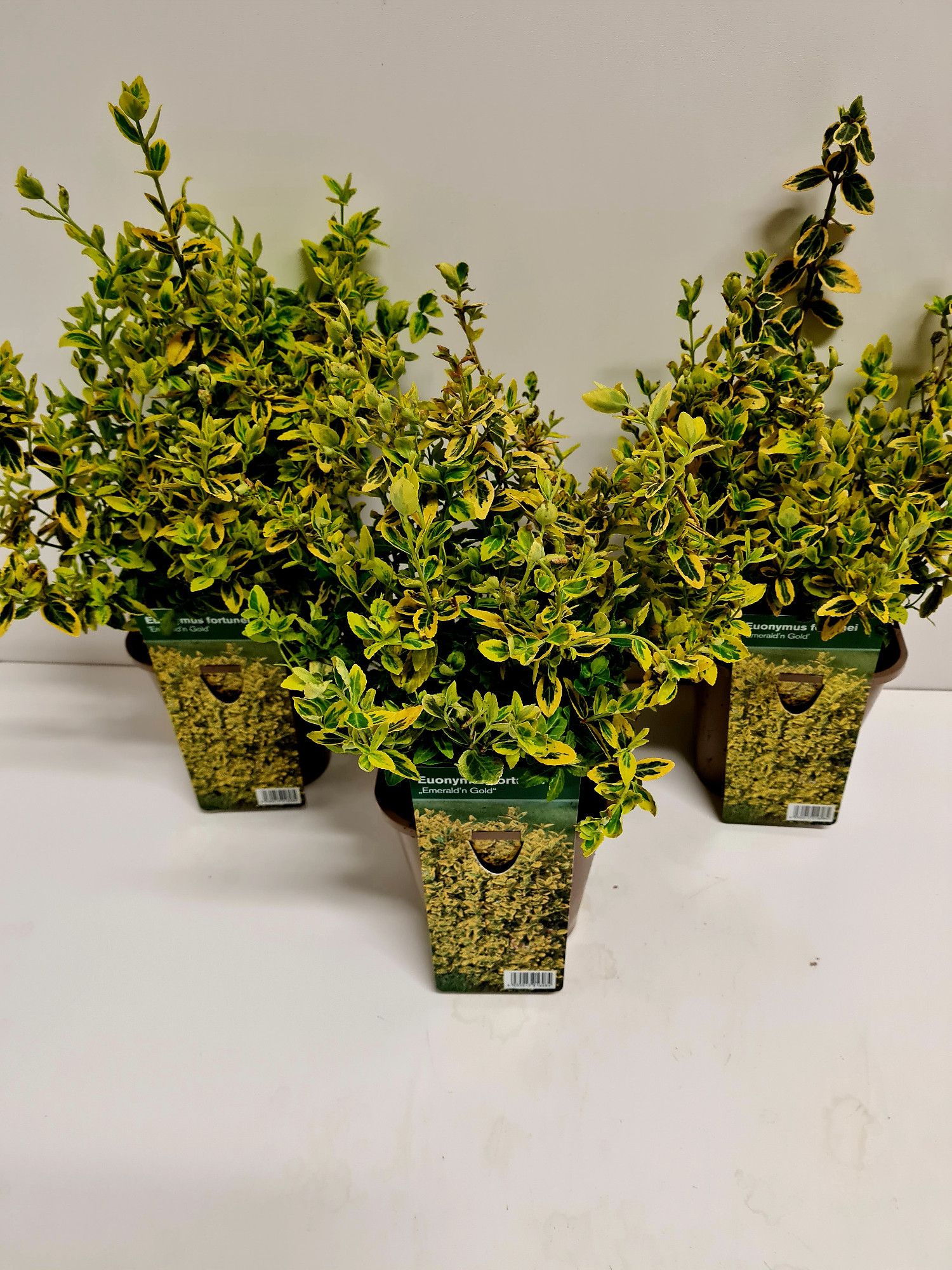 Euonymus fort. Emerald Gold P1,4, D 14