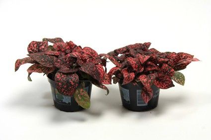 HYPOESTES PHYLLOSTACHYA 'RED', D 11