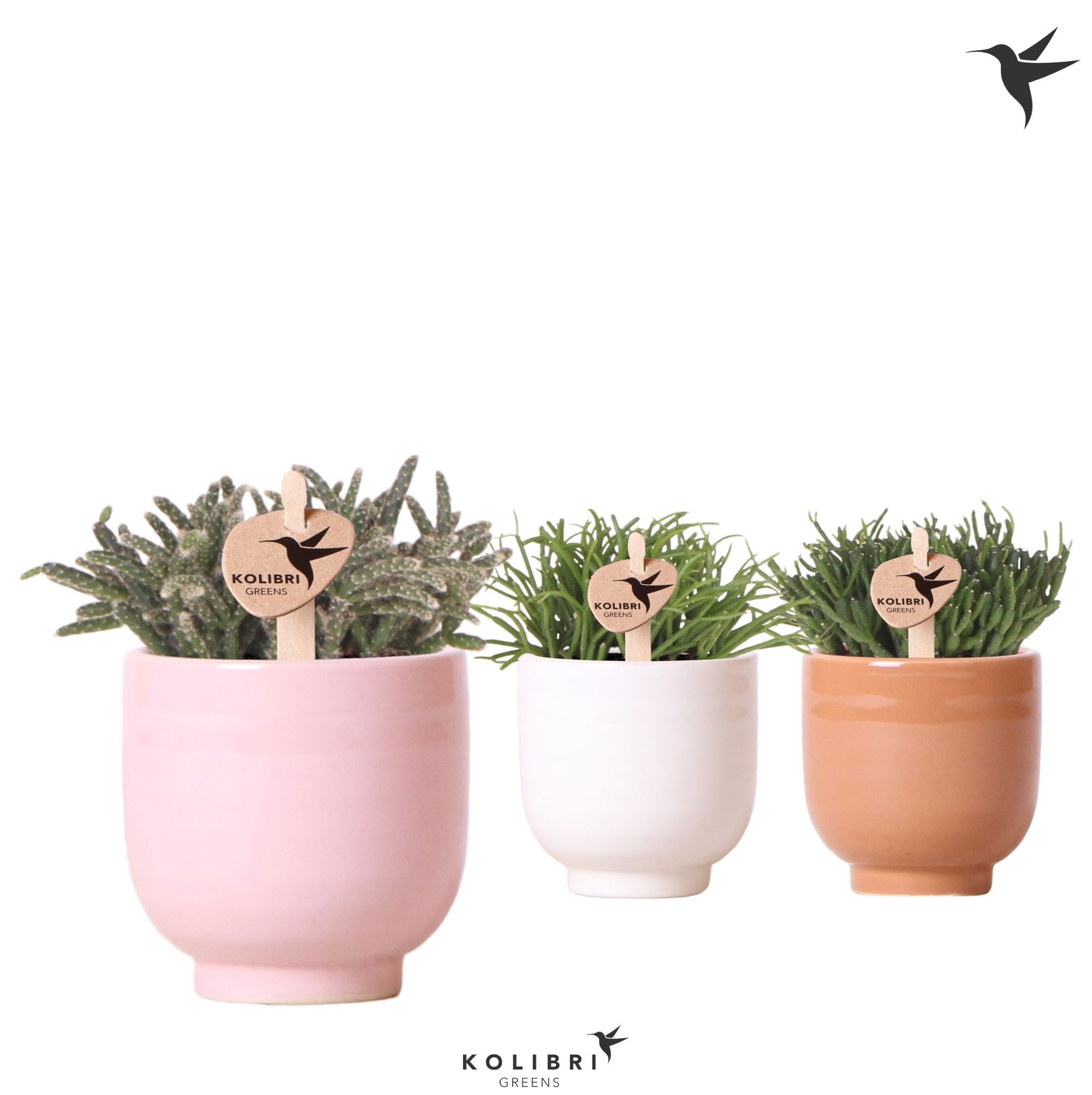 Kolibri Greens Rhipsalis mix in Glazed pot mix, D 6