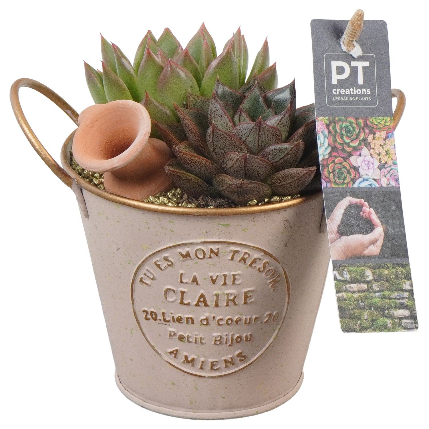 PTSU8506 Arrangement Succulenten in metaal potje, D 11